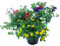 Sommerblumen Trio Set Nr.3, 3 bunte Trio Beet und Balkonblumen (z.B. mit Zauberglöckchen, Verbenen, Husarenknöpfchen, Gänseblümchen...)