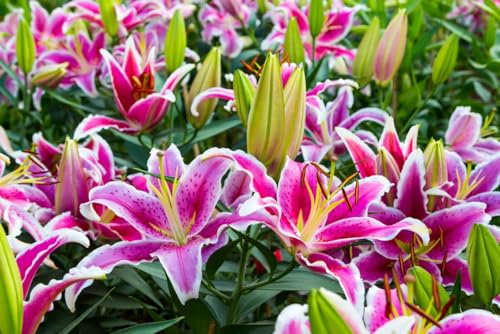 Lilien zwiebeln –Extrem kältebeständig -Lilienzwiebeln –Leuchtende Farben –Pflanzen