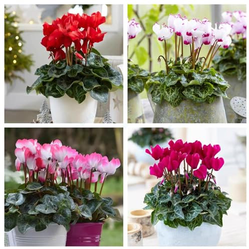 30 pezzi semi di ciclamino, alberi da giardino semi di erbe medicinali resistenti, Cyclamen persicum, semi di piante semi di erbe piante in vaso erbe perenni resistenti piccolo per