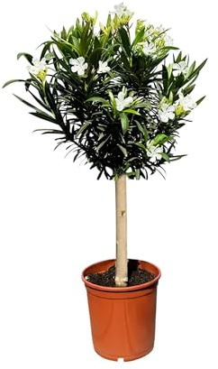 Sunny Tree - Plant - Oleander on Trunk - Nerium Oleander - Height 90-100 cm - Plant for Outdoor Use - Evergreen in Winter - Mediterranean Plant