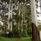 Eukalyptus-Rosa-Semina-Gummibaum (Eucalyptus Grandis)