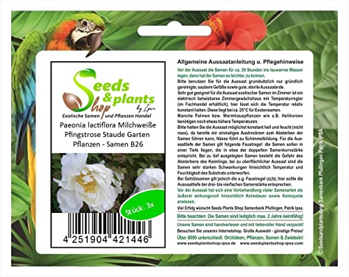 Stk - 3x Paeonia lactiflora Milchweiße Pfingstrose Staude Garten Pflanzen - Samen B26 - Seeds & Plants Shop by Ipsa