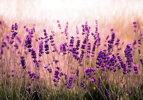 decomonkey Fototapete Blumen Lavendel 350x256 cm XXL Design Tapete Fototapeten Vlies Tapeten Vliestapete Wandtapete moderne Wand Schlafzimmer Wohnzimmer Natur