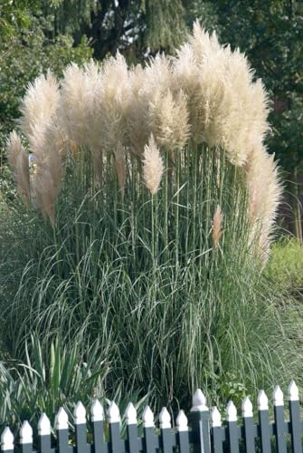 Cortaderia selloana 'Sunningdale Silver' 60–80 cm – Winterhart, Mehrjährig, Pflegeleicht – Pampasgras – Solitärpflanze für Garten & Kübel