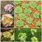 25 pcs fettkraut pflanze samen fleischfressende pflanzen, balkon (Pinguicula vulgaris) samen zimmerpflanzen, pflanzen winterhart draußen zimmerpflanzen echt, kübelpflanzen sukkulenten,