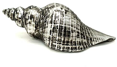 meindekoartikel Deko Porzellan-Muschel Maritime Dekoration (Altsilber) B 17cm x T 6,5cm x H 6,5cm Küstendeko für Wohnzimmer Badezimmer Flur Wohnaccessoire Stranddeko Meer Deko Geschenkidee