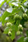 Gemeine Pimpernuss Staphylea pinnata Pflanze 5-10cm Klappernuss Nussbaum