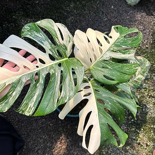 20 pcs monstera variegata samen - dekopflanzen gartenpflanzen winterhart,Monstera deliciosa, luftreinigende zimmerpflanzen deko pflanzen winterharte stauden mehrjährig indoor plants