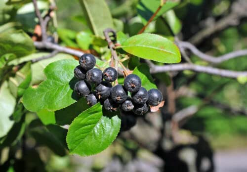 SEMI Arbusto da giardino di frutti selvatici robusti ARONIA il frutto per succhi e gelatine