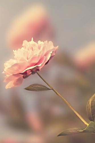 Libreta rosa en primer plano: Cuaderno con líneas y diseño floral elegante
