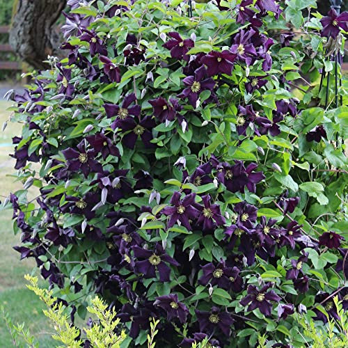 Clematis Romantika | Deciduous Climbing Outdoor Garden Plant in 2L Pot