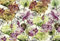 Komar Vlies Fototapete LOTUS | 368 x 248 cm | Tapete, Wand Dekoration, Blumen, Kunst, Collage, Wohnzimmer, Schlafzimmer, Wellness | XXL4-070