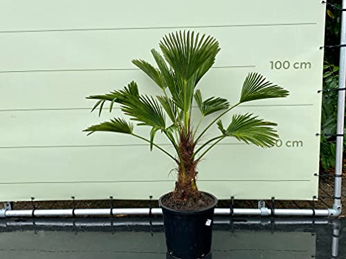 Tropictrees - TRACHYCARPUS WAGNERIANUS STAMMHÖHE 30-35 CM, palme, hanfpalme- A+