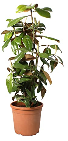 KENTIS - Magnolia Grandiflora Gallisoniensis - Blume Magnolie - Echte Winterharte Pflanzen für Garten - Heckenpflanze - Hoch 80-100 cm Topf Ø 24 cm
