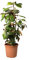 KENTIS - Magnolia Grandiflora Gallisoniensis - Blume Magnolie - Echte Winterharte Pflanzen für Garten - Heckenpflanze - Hoch 80-100 cm Topf Ø 24 cm