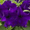 100 Petunia Nana Compacta Royal Blue Seeds - Purple/Blue Flowers - 100 Seeds