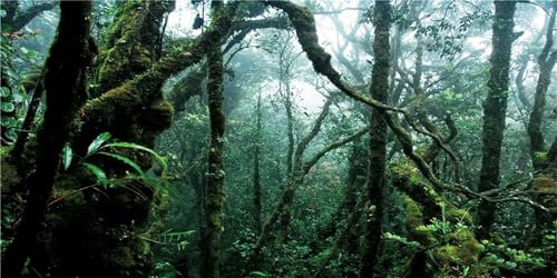 MIRRORANG 180x61cm Foggy Forest Terrarium Hintergrund Deep Rainforest Aquarium Hintergrund Grüner Baum Reptil Lebensraum Hintergrund Durable Vinyl Hintergrund