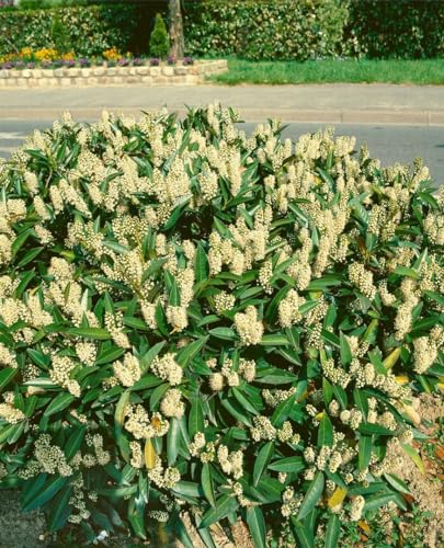 Kirschlorbeer 'Zabeliana' mB 150-175cm - Immergrüner Sichtschutz, Winterhart & Pflegeleicht, Prunus laurocerasus