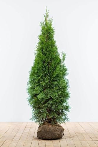Lebensbaum/Thuja Occidentalis Smaragd/Hecke/Sträucher/Höhe 60-225cm auswählbar (120-140cm)
