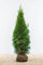 Lebensbaum/Thuja Occidentalis Smaragd/Hecke/Sträucher/Höhe 60-225cm auswählbar (120-140cm)