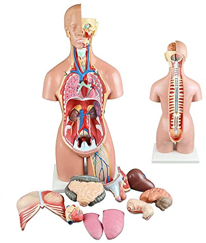 UIGJIOG Menschliches Torso Modell 55cm Human Anatomie Torso Modell 3D Anatomische Montage Modell der menschlichen Organe 19 Stück Abnehmbare Organe Schulmedizinische Ausbildung Display