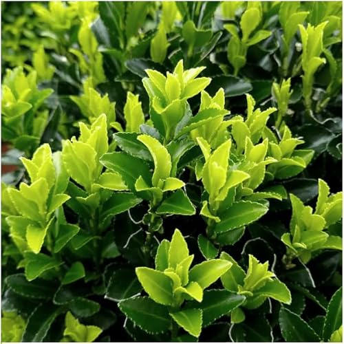 Euonymus Green Spire – Japanischer Spindelstrauch – 12 Pflanzen Ø7cm – 15cm – Immergrün & Winterhart – Buchsbaum Ersatz für Hecke und Garten