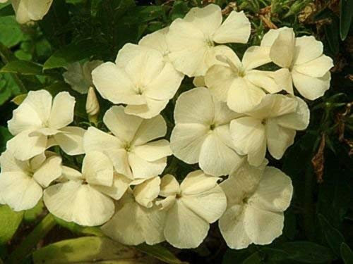 25 Semillas de Phlox 21st Century Buttercream Drummondii muy llamativo