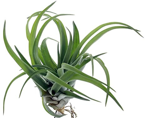 Planta Tillandsia - Clavel del Aire natural (altura total aproximada 10-15cm)