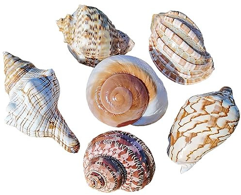 COYOUCO Coquilles Naturelles Crabe ermite, Fournitures Crabe ermite, coquilles Crabe ermite Grandes Moyennes Petites 0,5-5 cm diverses Tailles Ouverture Coquillage pour décoration,D