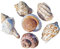 COYOUCO Coquilles Naturelles Crabe ermite, Fournitures Crabe ermite, coquilles Crabe ermite Grandes Moyennes Petites 0,5-5 cm diverses Tailles Ouverture Coquillage pour décoration,D