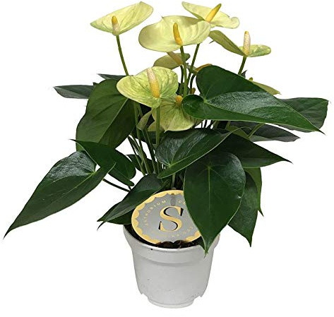 Flamingoblume, (Anthurium), pflegeleichte Zimmerpflanze, im 12cm Topf, (Creme, Sorte: Vanilla)