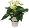 Flamingoblume, (Anthurium), pflegeleichte Zimmerpflanze, im 12cm Topf, (Creme, Sorte: Vanilla)