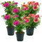 Dimorfoteca (6 PLANTAS) - Flores NO comestibles - Granja Carmazzi