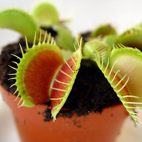 Venus Flytrap Dionaea Rare Giant Mix Species Carnivorous House Plant Seeds - 5 Fresh Rare Seeds