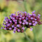 Argentinisches Eisenkraut - Verbena bonariensis, lange Blütezeit, insektenfreundlich, im 9 cm Topf