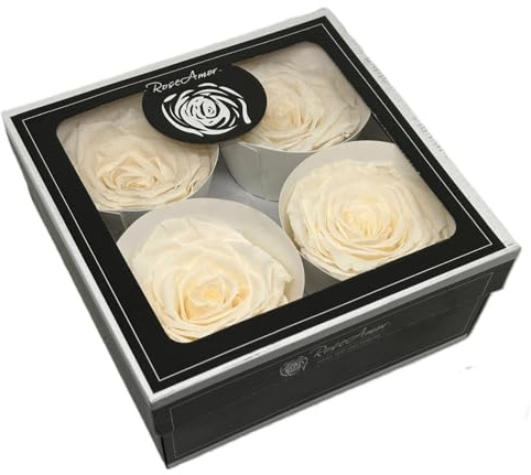 Generico 4 Rose Stabilizzate Bellissima Avorio 5x8.5 cm