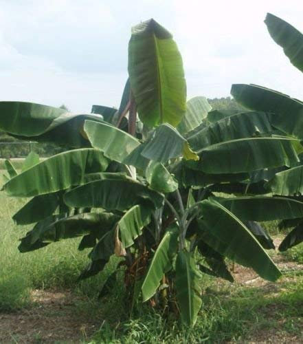 Aachondra New Fresh 50pcs Semillas de árbol de plátano verde