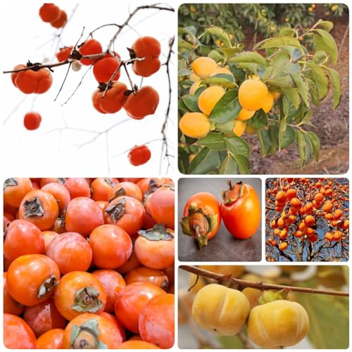 200 pcs kaki baum pflanze samen spalierobst plant dekopflanzen kakibaum,Diospyros kaki, säulenobst dekoration wohnzimmer bonzai baum pflanztopf winterharte kübelpflanzen
