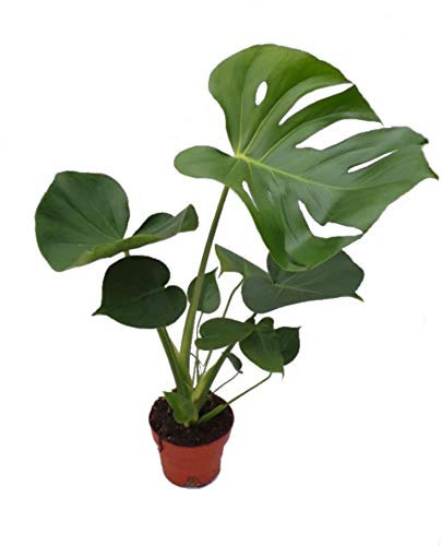 Planta de queso suizo Monstera Deliciosa popular planta de interior 40-60 cm de altura