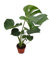 Monstera Deliciosa Swiss Cheese Plant Popular houseplant 40-60cm Tall