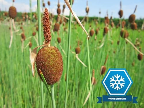 H2O-Pflanze 3x Zwergrohrkolben | Typha minima Wasserpflanze Teichpflanze winterhart Mini Teich geeignet echter europäischer Zwerg-Rohrkolben Seltenheit
