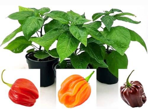 POWERS TO FLOWERS - PEPERONCINO HABANERO BIO TRIS: RED, ORANGE, CHOCOLATE, 3 PIANTE, Vaso 10cm, piante vere