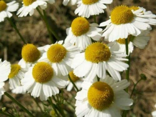250 graines de CAMOMILLE ROMAINE (Chamae melum Nobile) G847 ROMAN CHAMOMILE SEEDS