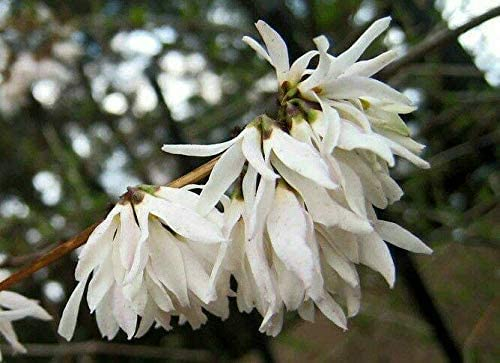 Schneeforsythie Abeliophyllum distichum Pflanze 15-20cm Weisse Forsythie Rarität