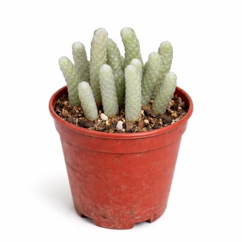 Exotenherz Avonia papyracea - Papier-Avonia - Rarität - 6,5cm Topf - 15cm hoch