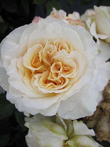 Edelrose Comtessa® - Rosa Comtessa® - Nostalgierose - cremefarbend - Duft++++ - Tantau-Rose