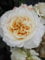 Edelrose Comtessa® - Rosa Comtessa® - Nostalgierose - cremefarbend - Duft++++ - Tantau-Rose