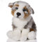 EBO 40109 - Australian Shepherd, sitzend