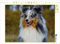 CALVENDO Puzzle Sheltie - Unwiderstehlich 1000 Teile Puzzle quer | Lege-Größe cm Foto-Puzzle für glückliche Stunden