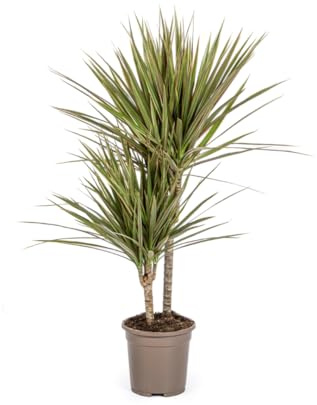 Dracaena Marginata Bicolor - 50-70cm - Ø17cm - Plante d'intérieur - Vert persistant